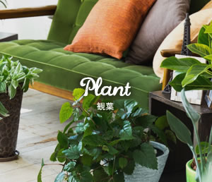 Plant 観葉