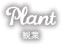 Plant 観葉