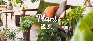 Plant 観葉