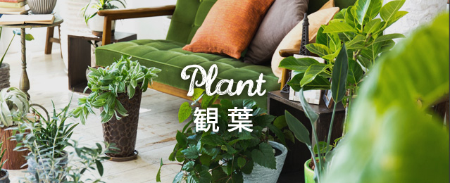 Plant 観葉