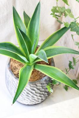 大阪で想いを形にする花屋なら堂島花壇