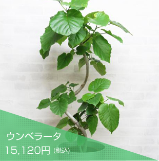 ウンベラータ