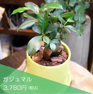 ガジュマル