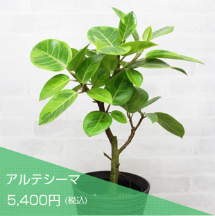 アルテシーマ