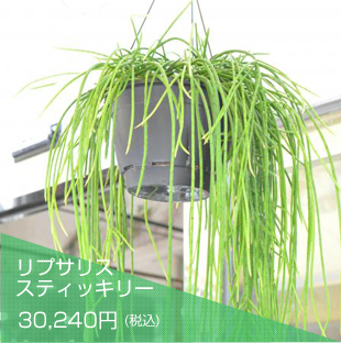 リプサリススティッキリー