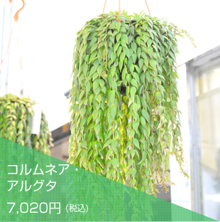 コルムネア・アルグタ