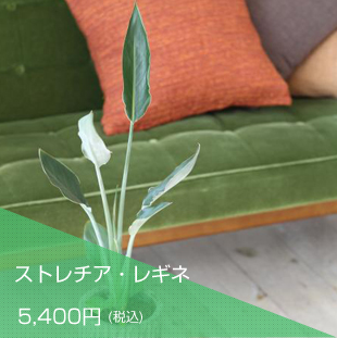 ストレチア・レギネ