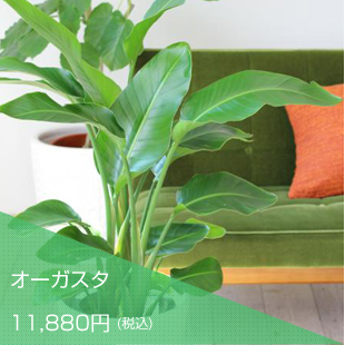 オーガスタ