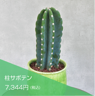柱サボテン