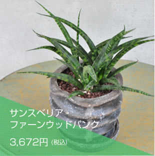 サマーフェア 大阪の花屋は堂島花壇