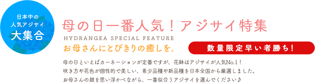 特集 母の日 大阪の花屋なら堂島花壇