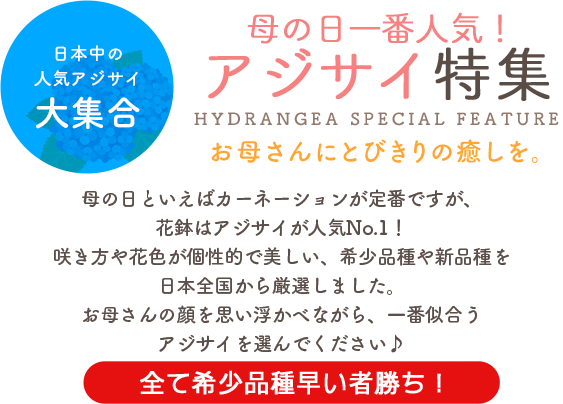 特集 母の日 大阪の花屋なら堂島花壇