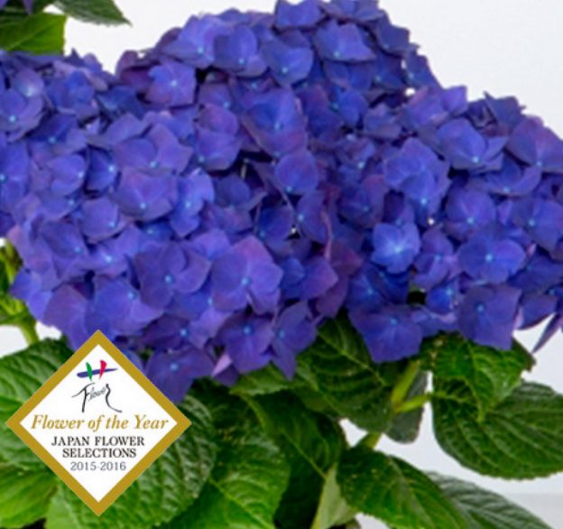 珍しい紫のアジサイ 母の日にオススメ ディープパープル 大阪の花屋なら堂島花壇