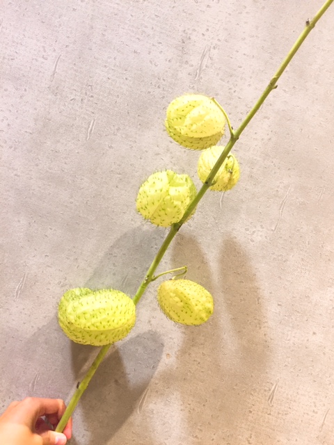秋の花風船トウワタの切り花