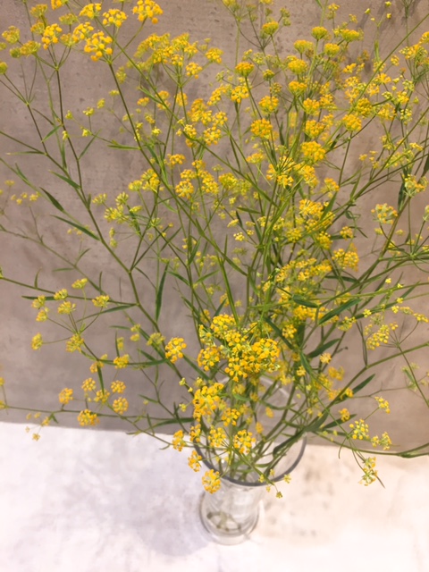 黄色の小花が可愛いミシマサイコ