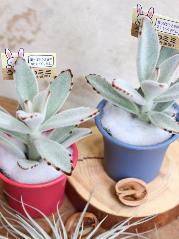 多肉植物 月兎耳 ツキトジ 入荷しました 大阪の花屋は堂島花壇