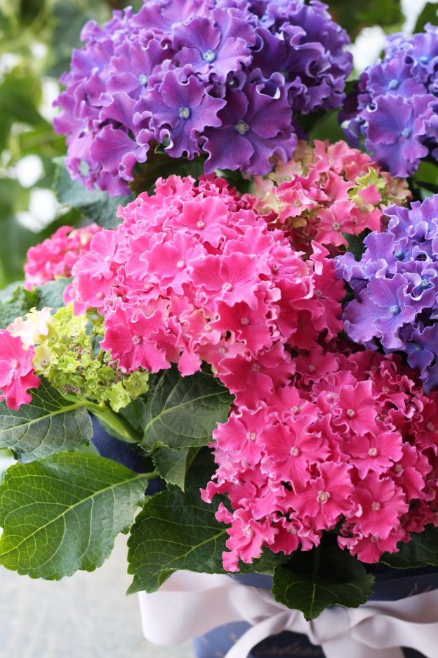 母の日に 希少品種アジサイ カーリースパークル2色植え 大阪の花屋は堂島花壇
